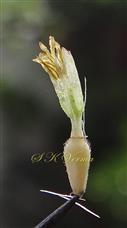  Disc Floret